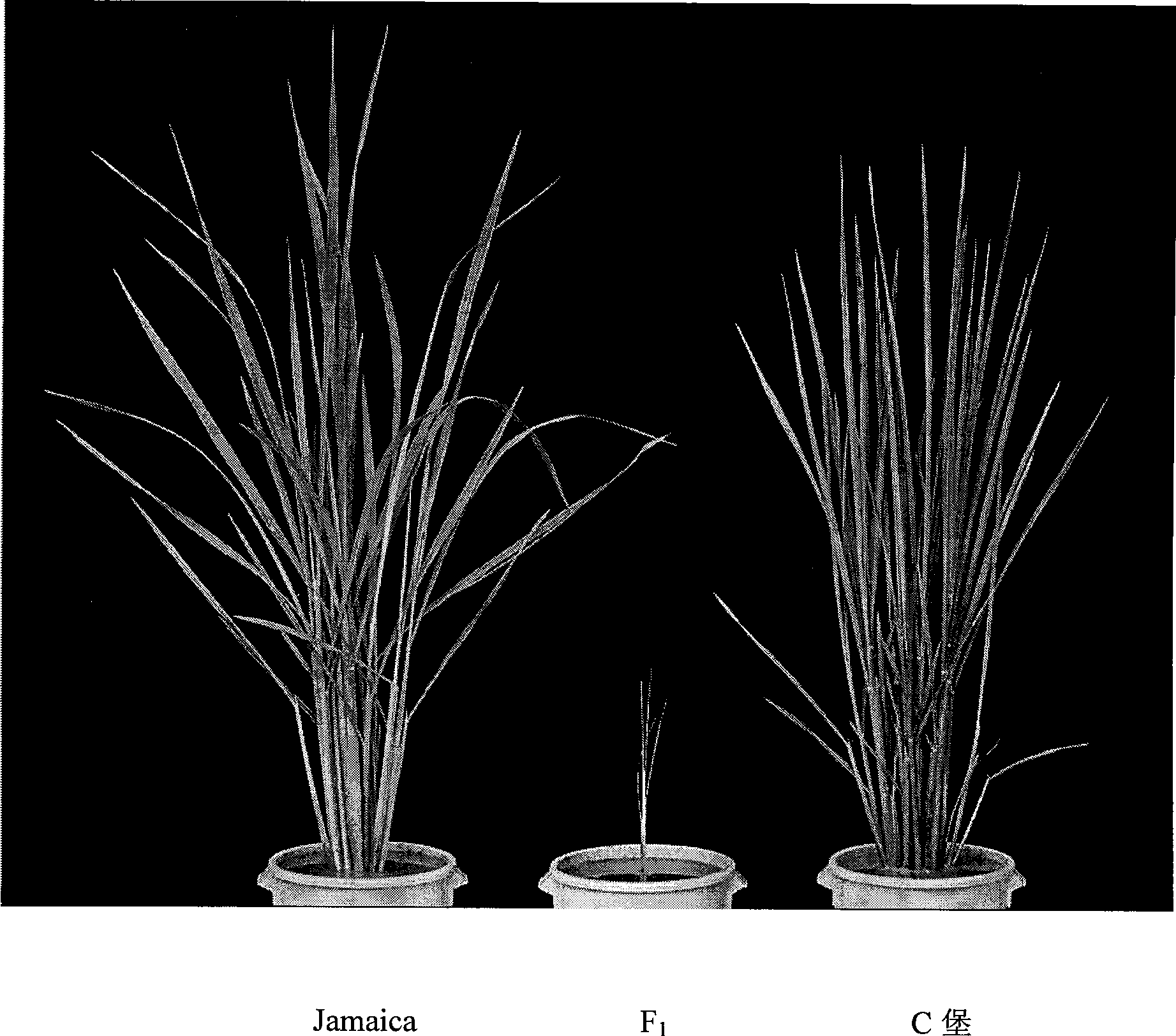Rice breeding method capable of preventing pollen drifting