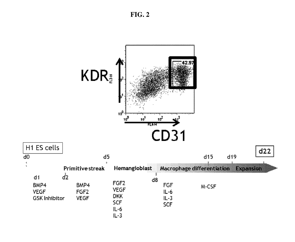 Differentiation of macrophages from pluripotent stem cells