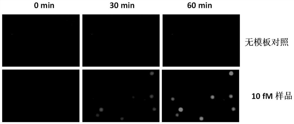 Amplification-free RNA quantitative detection method