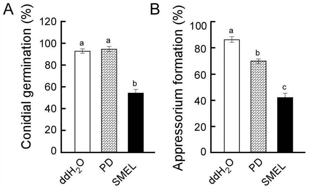 Fermentation filtrate of fir endophytic fungus and its extract, preparation method and application