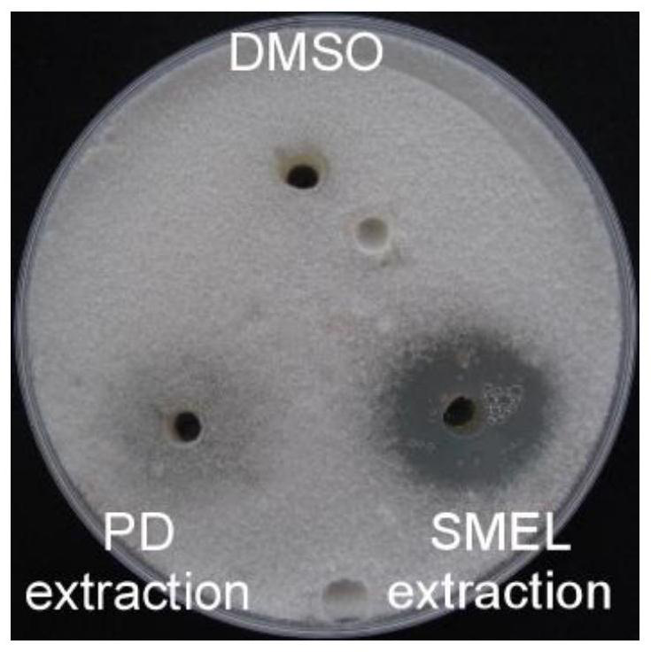 Fermentation filtrate of fir endophytic fungus and its extract, preparation method and application