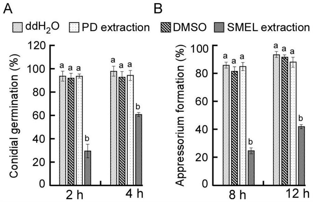 Fermentation filtrate of fir endophytic fungus and its extract, preparation method and application