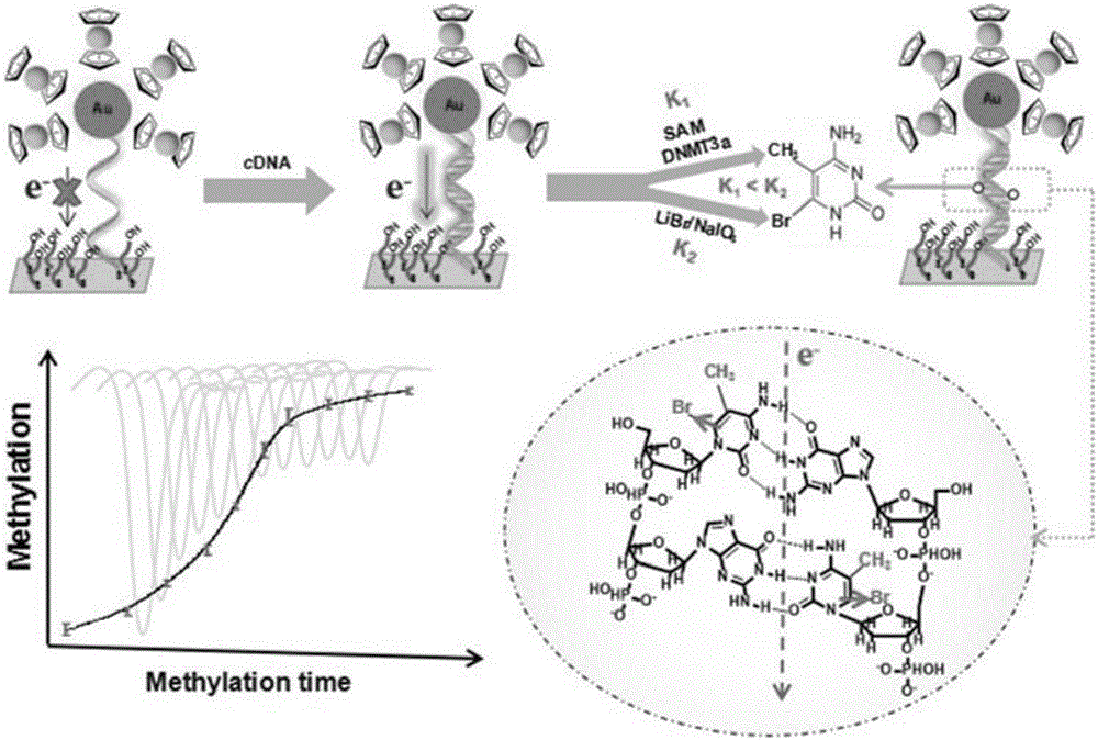 DNA methylation real-time detection method and application thereof