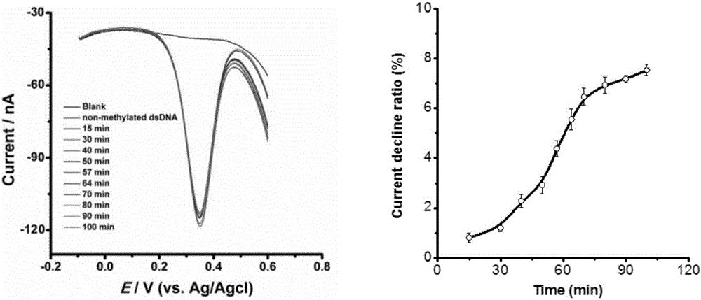 DNA methylation real-time detection method and application thereof