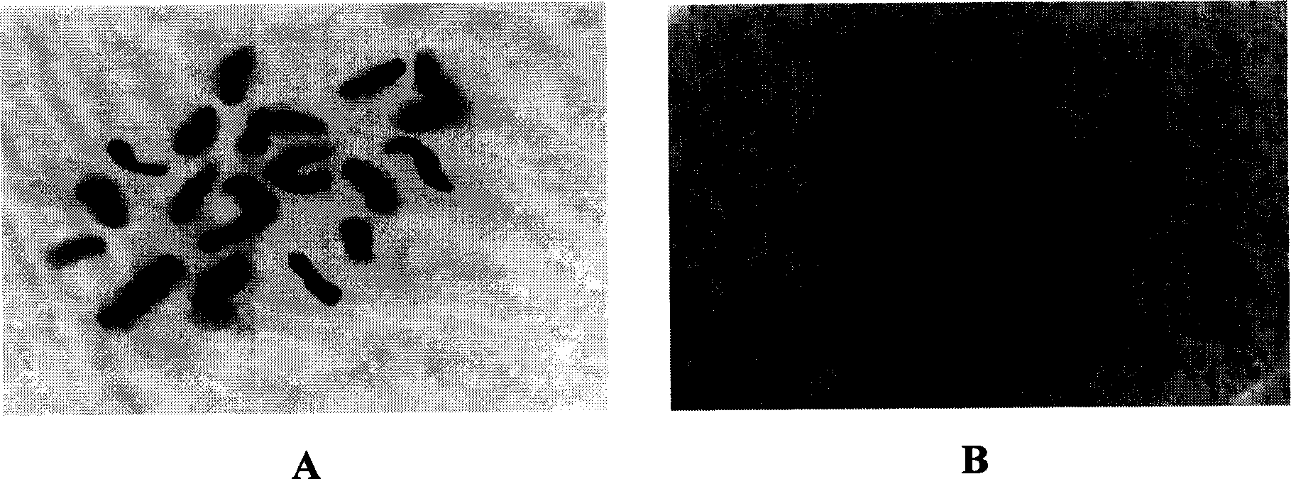 Method for preparing plant haploid embryo and haploid plant