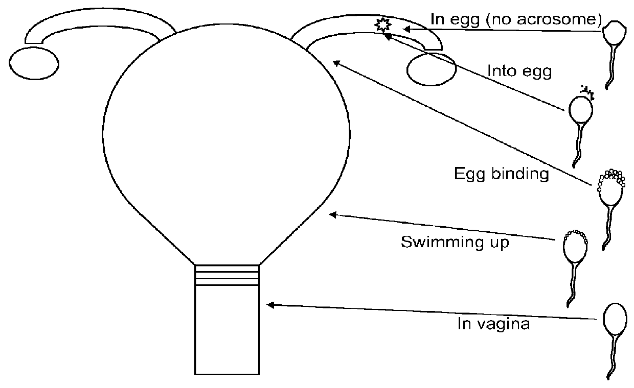 Rapid real time multipoint procedure for optimizing sperm state for use in assisted reproductive technologies