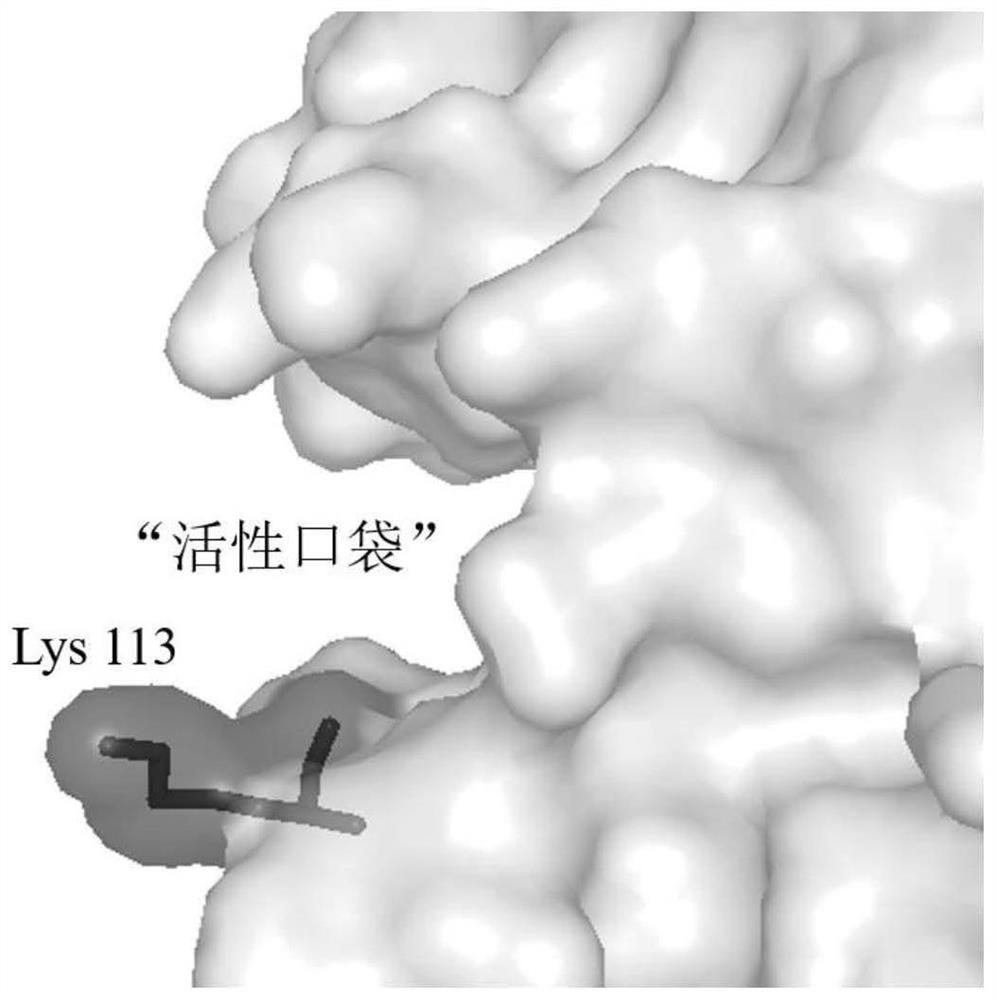 A d, d-carboxypeptidase daca mutant with improved catalytic efficiency and its preparation method