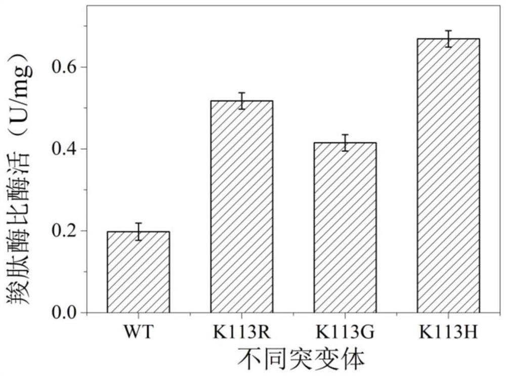 A d, d-carboxypeptidase daca mutant with improved catalytic efficiency and its preparation method