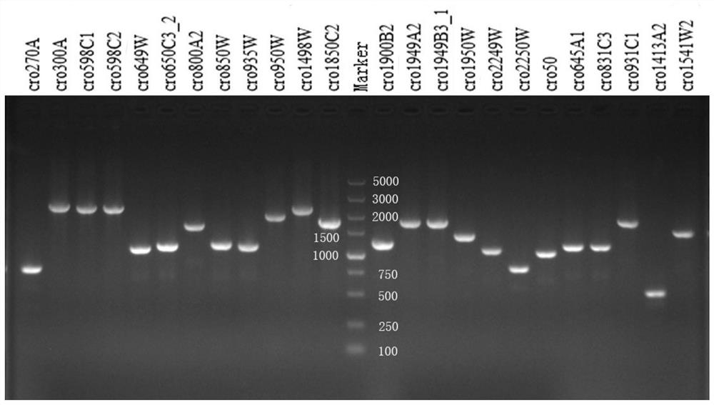 A CRISPR typing method for Cronobacter malonate