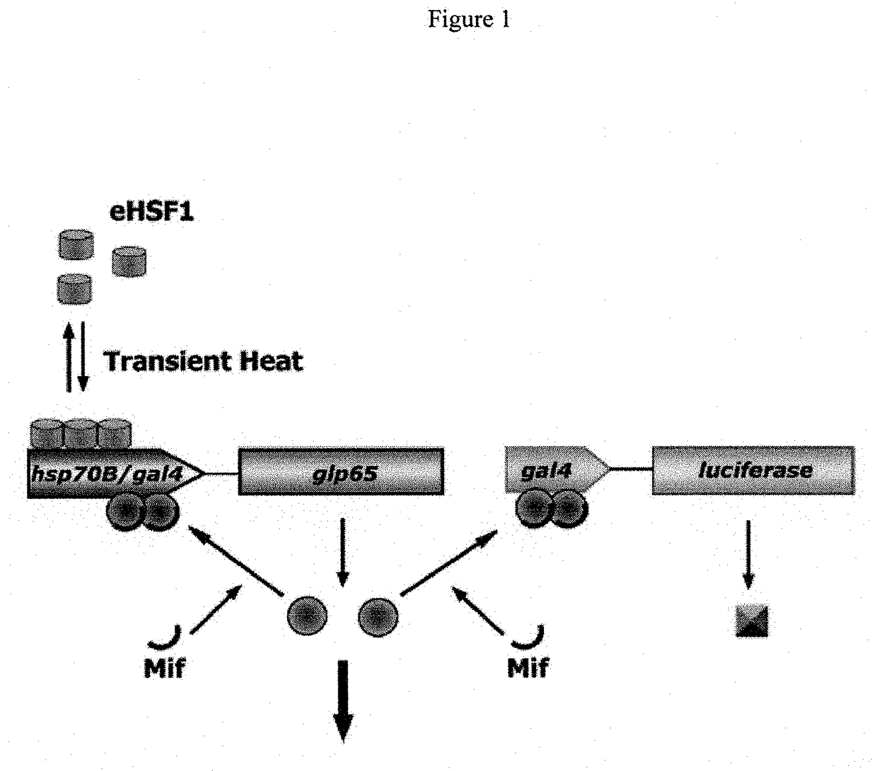 Novel immunization agents and methods of use