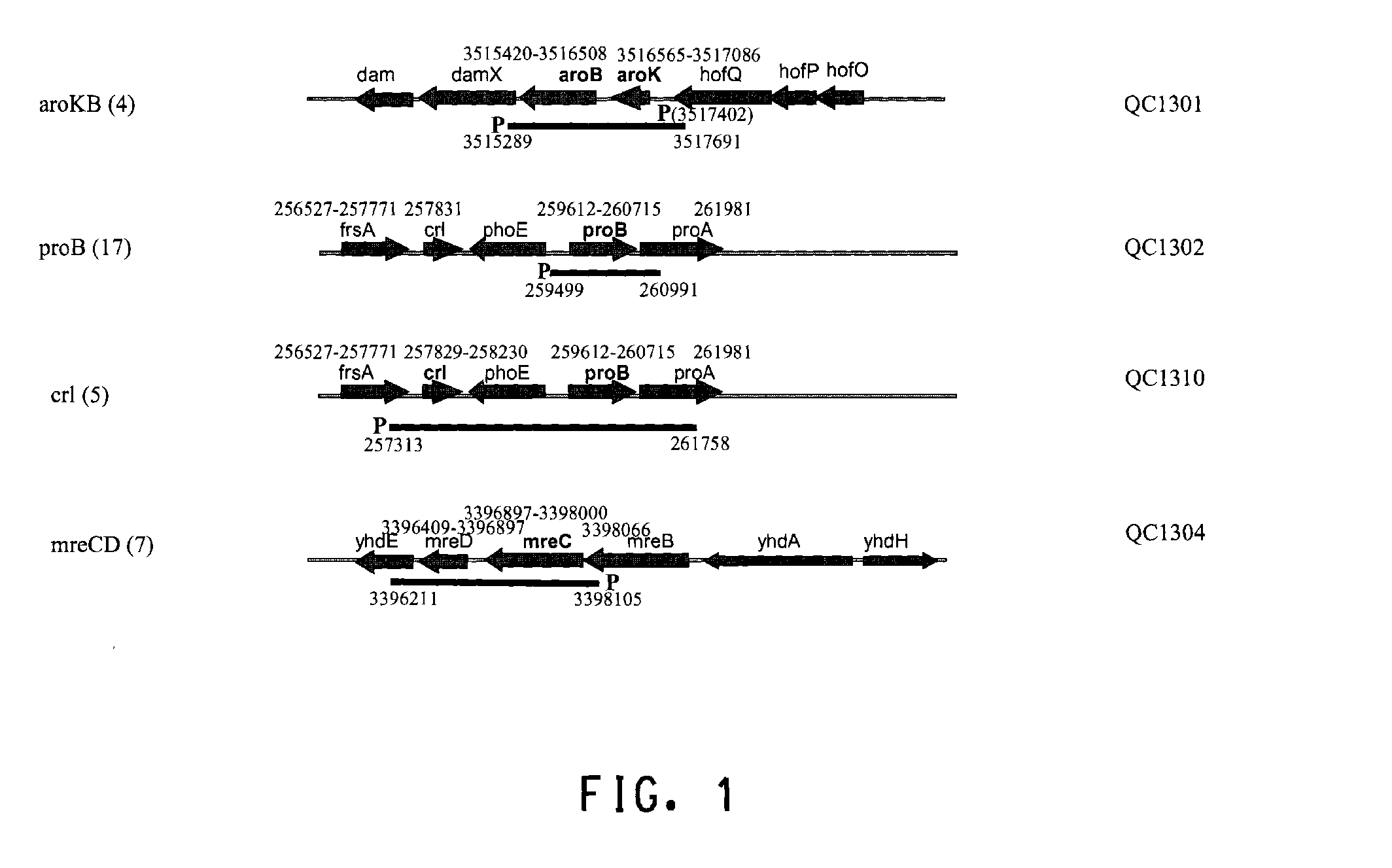 Genes that increase peptide production