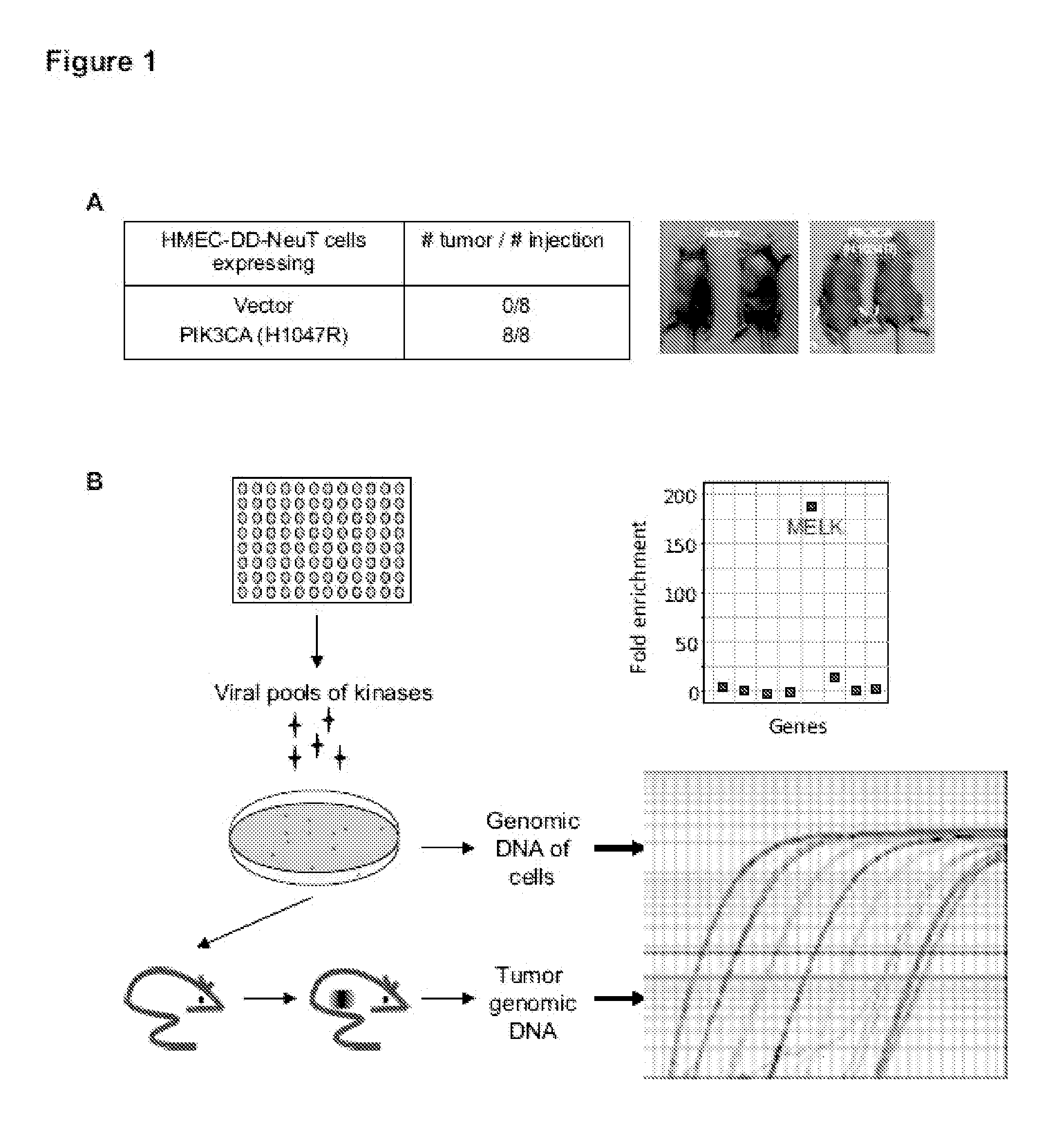 MELK Regulation for the Treatment of Breast Cancer