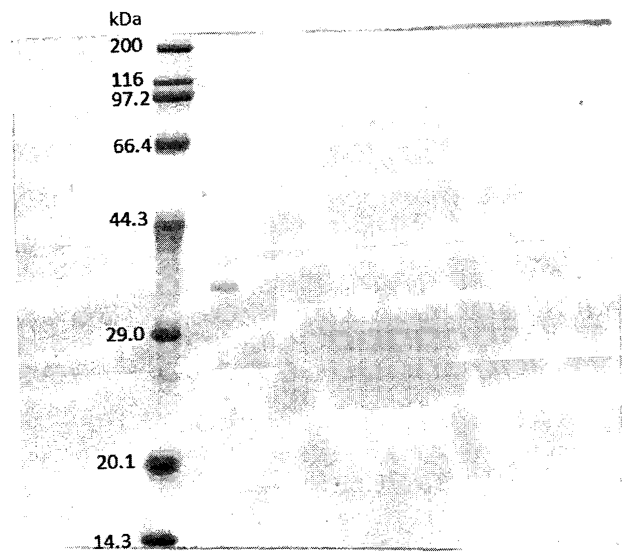 A kind of gladiolus Burkholder strain and its fermentative method for producing alkaline lipase