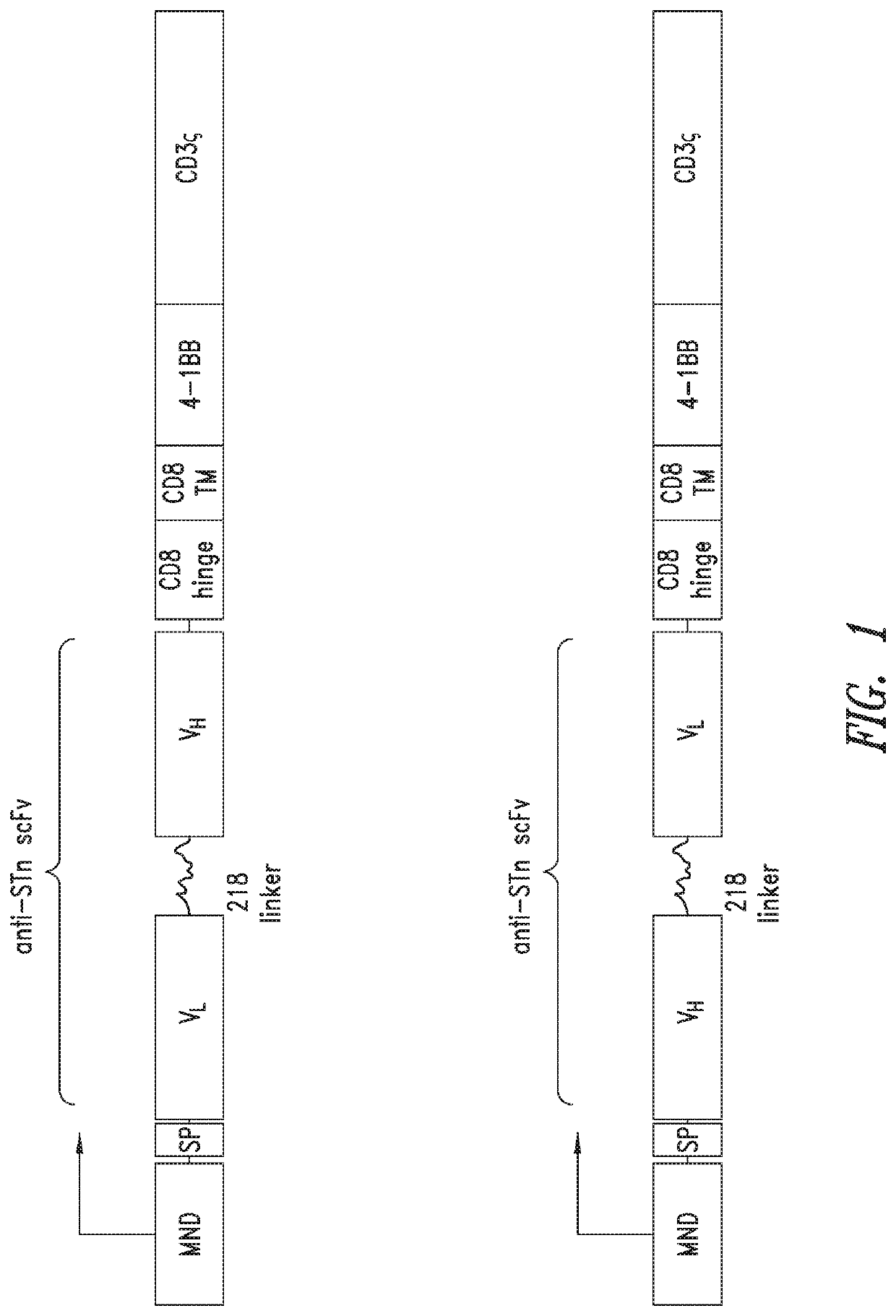 Anti-Sialyl Tn chimeric antigen receptors