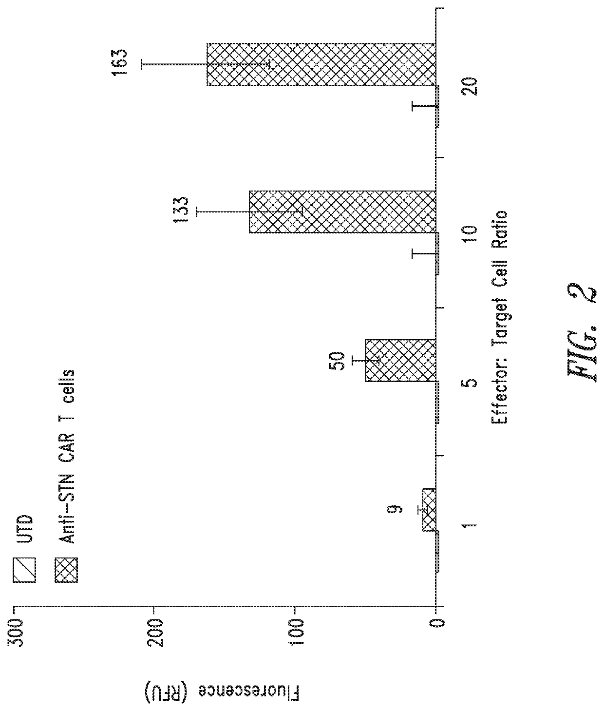 Anti-Sialyl Tn chimeric antigen receptors