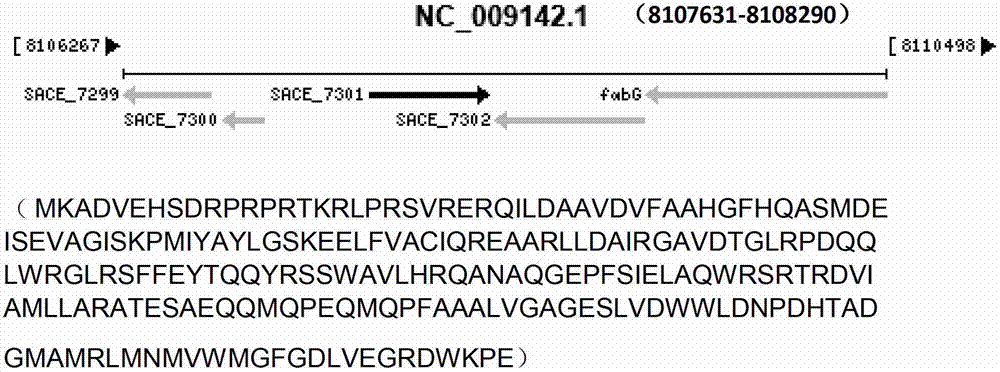 Method for improving erythromycin yield by saccharopolyspora erythraea SACE_7301 gene pathway