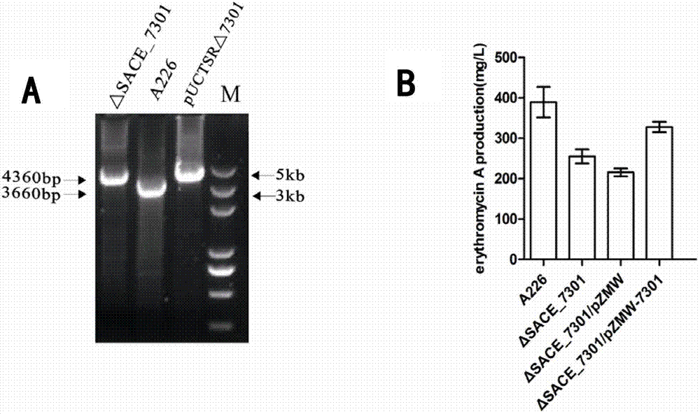 Method for improving erythromycin yield by saccharopolyspora erythraea SACE_7301 gene pathway