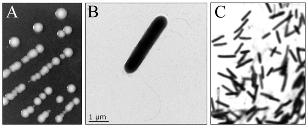 Paenibacillus sp. CL01 and application thereof