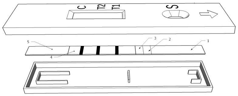 A kind of brucella antibody serological differential diagnosis test paper