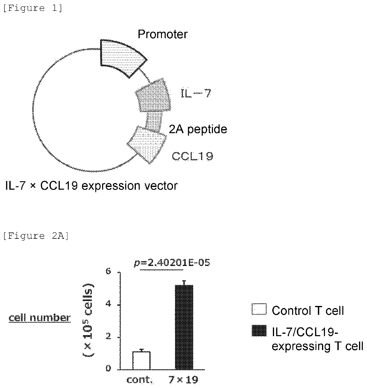 Immunocompetent cell and expression vector expressing regulatory factors of immune function