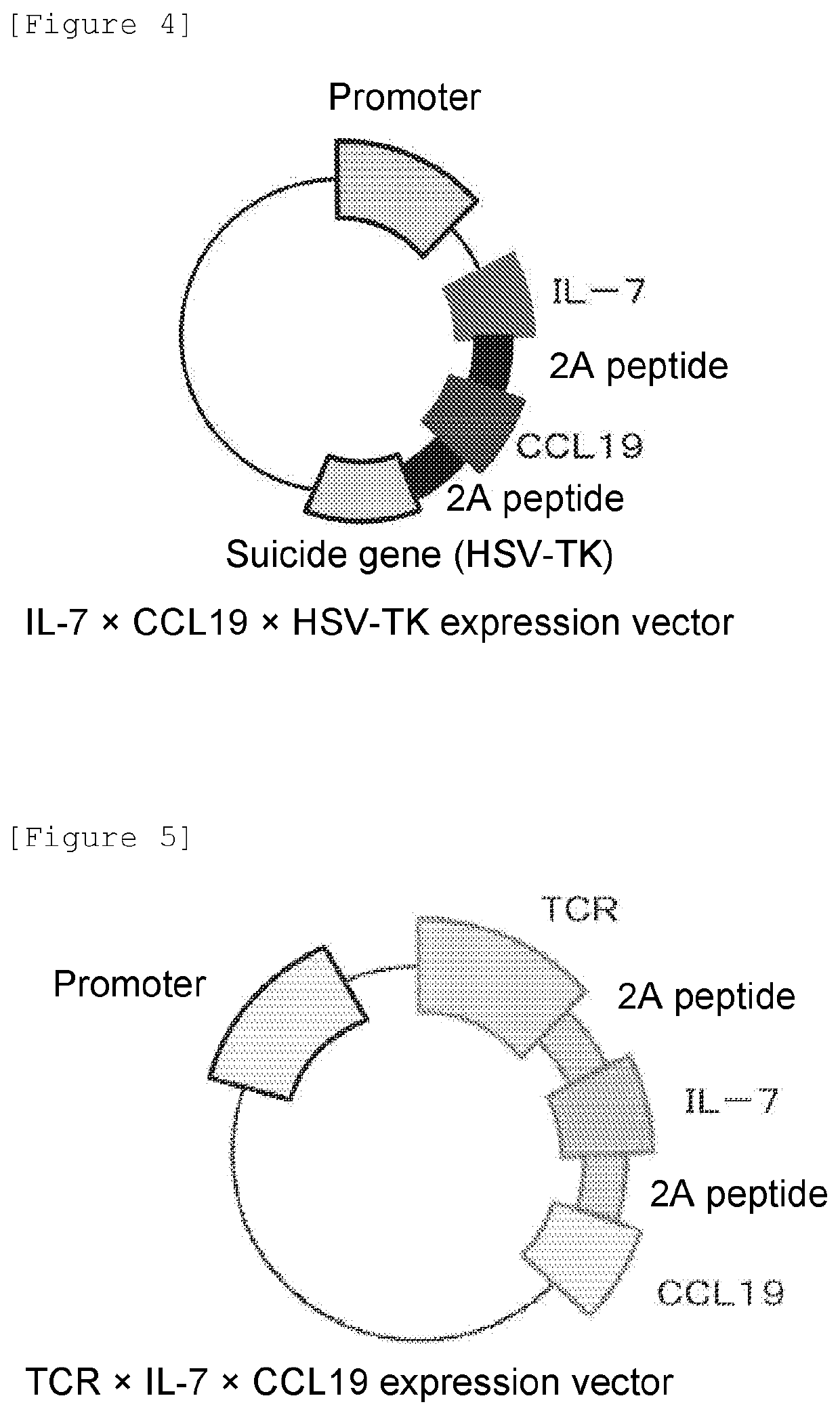 Immunocompetent cell and expression vector expressing regulatory factors of immune function