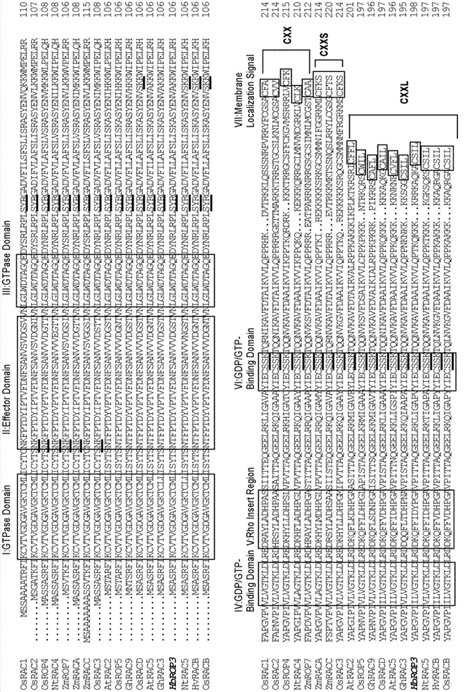 Hevea brasiliensis latex small G-protein Rop family protein and coding gene thereof