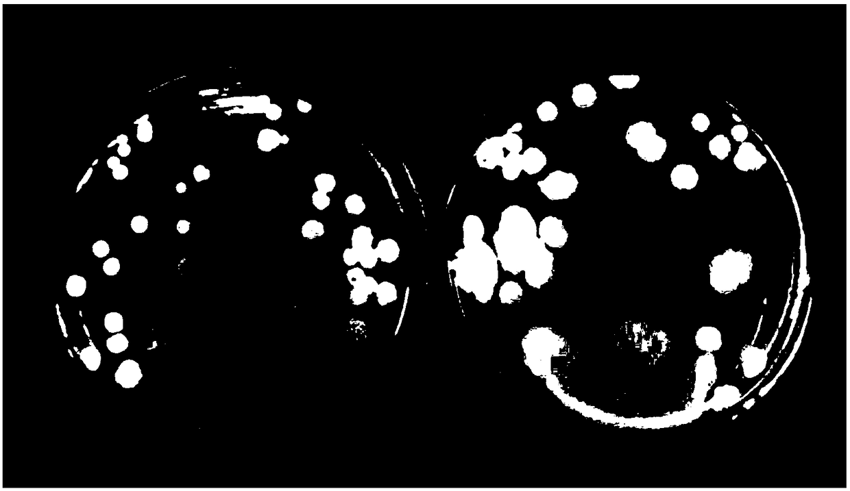 Agrobacterium T29 capable of realizing high efficiency activating of mineral elements and heavy metal cadmium