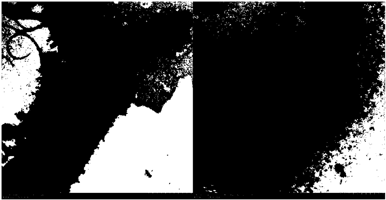 Agrobacterium T29 capable of realizing high efficiency activating of mineral elements and heavy metal cadmium