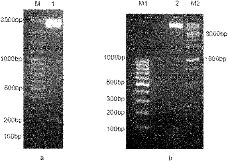 Recombinant antigenic protein for diagnosing echinococcosis granulosus, preparation method thereof and use thereof