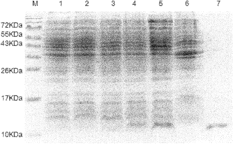 Recombinant antigenic protein for diagnosing echinococcosis granulosus, preparation method thereof and use thereof