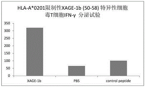 Tumor-associated antigen XAGE-1b short-peptide and application thereof