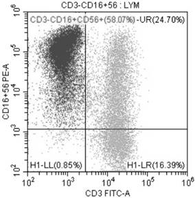 Amplification method of in-vitro NK cells and NK cells thereof