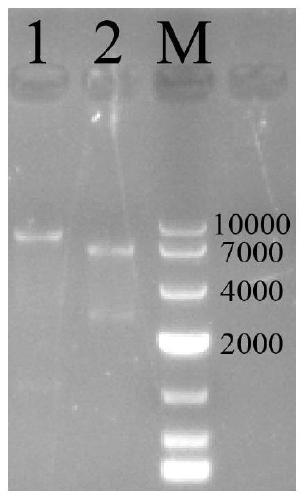 Method for producing prodigiosin based on PNTs