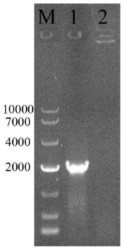 Method for producing prodigiosin based on PNTs