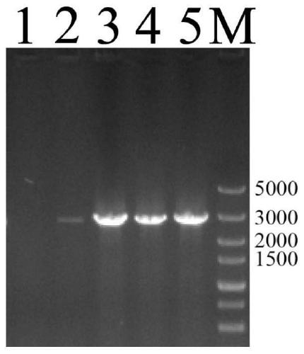 Method for producing prodigiosin based on PNTs