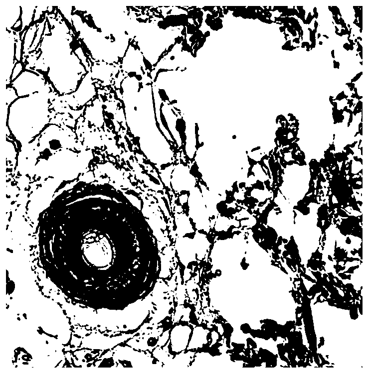 Flexible liposome cosmetic containing biomacromolecules and preparation method of flexible liposome cosmetic containing biomacromolecules