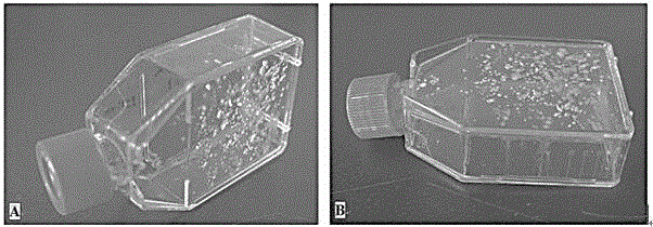 Cell in-vitro culture method for primary culture of bovine mammary epithelial cells