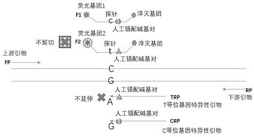 Composition for detecting single nucleotide polymorphism an application of composition