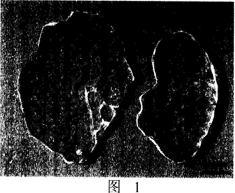 CaO-P2O5-NaO-TiO-Zro-biological glass ceramic and its production