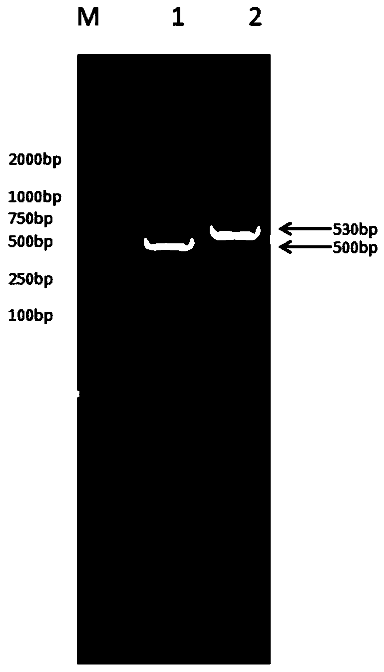 Recombinant bovine long-acting interferon as well as fusion protein preparing long-acting interferon as well as preparation method of fusion protein