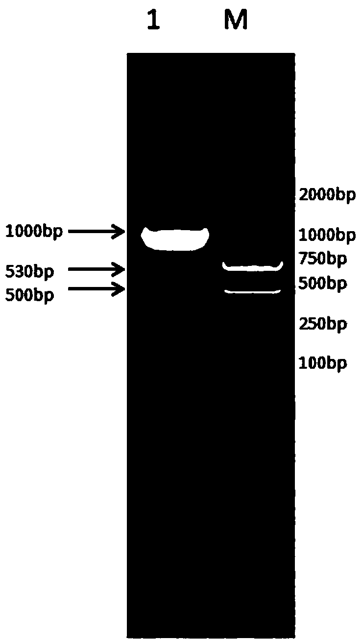 Recombinant bovine long-acting interferon as well as fusion protein preparing long-acting interferon as well as preparation method of fusion protein