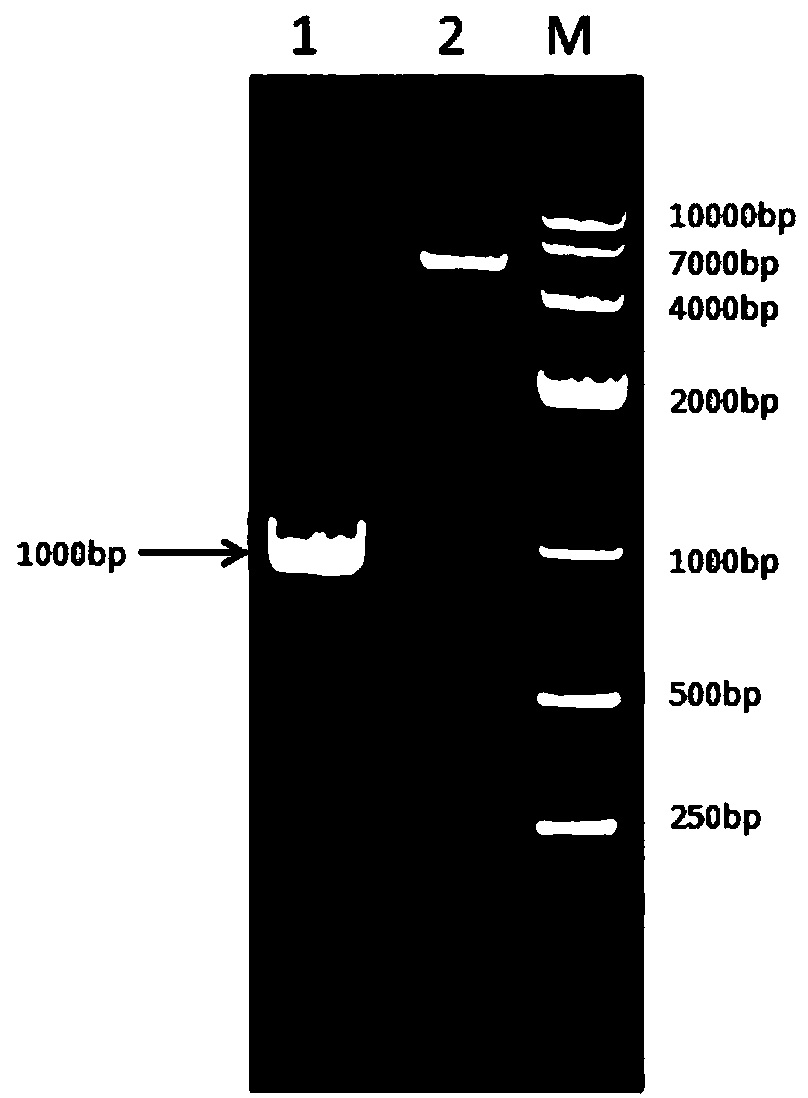 Recombinant bovine long-acting interferon as well as fusion protein preparing long-acting interferon as well as preparation method of fusion protein