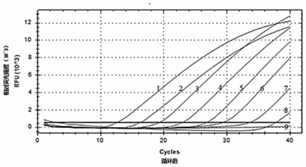 A real-time fluorescent quantitative PCR primer, probe and kit for detecting tree shrew adenovirus