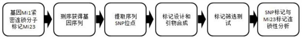 SNP marker closely linked to tomato root-knot nematode resistance gene mi1 and its application