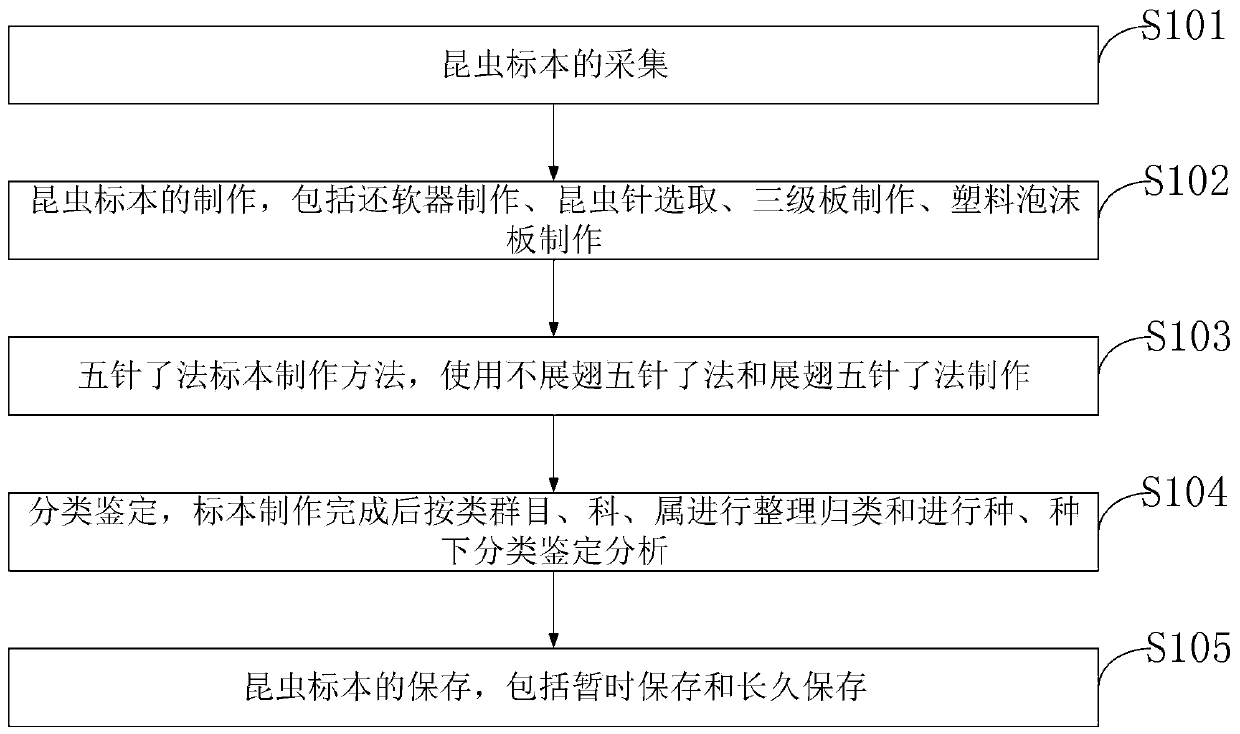 Insect specimen manufacturing method