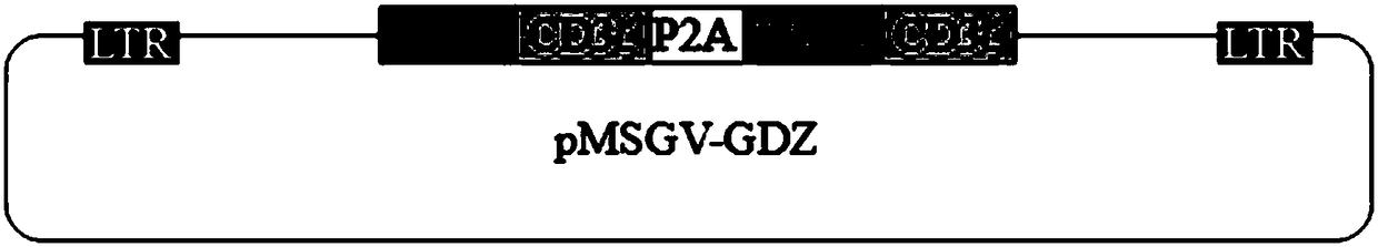 MSGV recombinant carrier as well as preparation method and application thereof