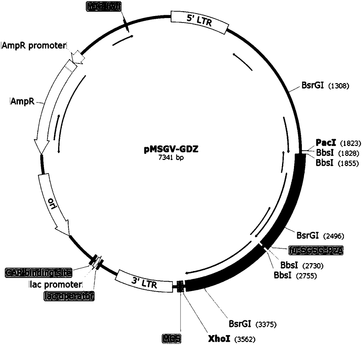 MSGV recombinant carrier as well as preparation method and application thereof