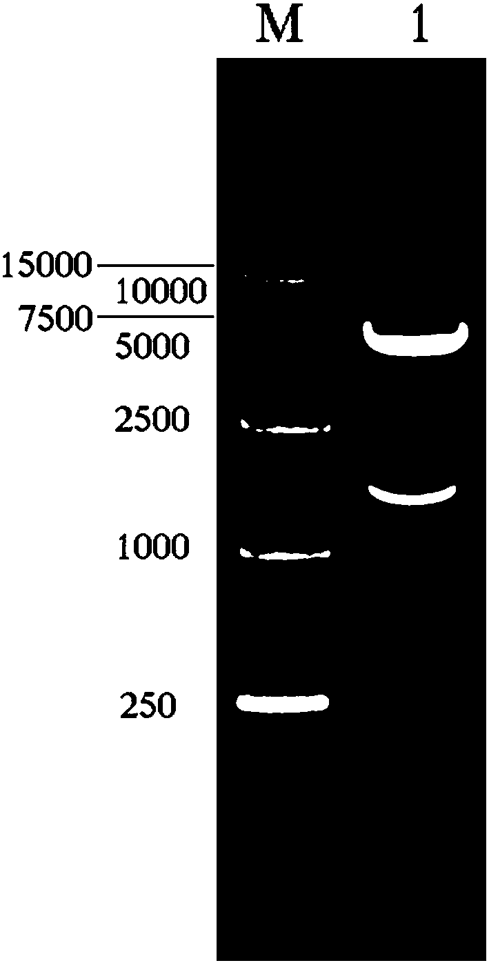 MSGV recombinant carrier as well as preparation method and application thereof