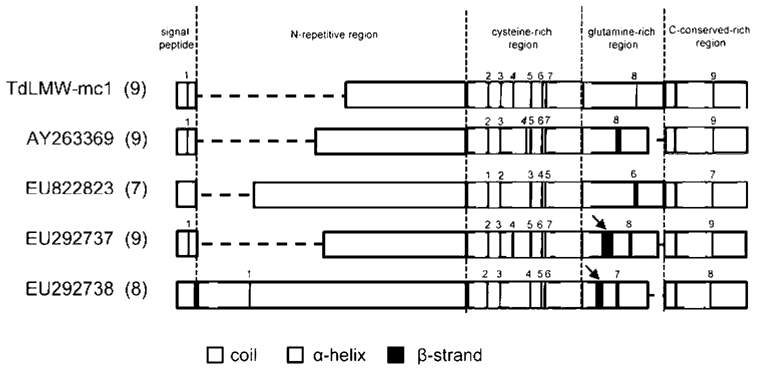 Low molecular weight glutenin subunit gene of triticum turgidum ssp.dicoccum, and protein encoded by the same