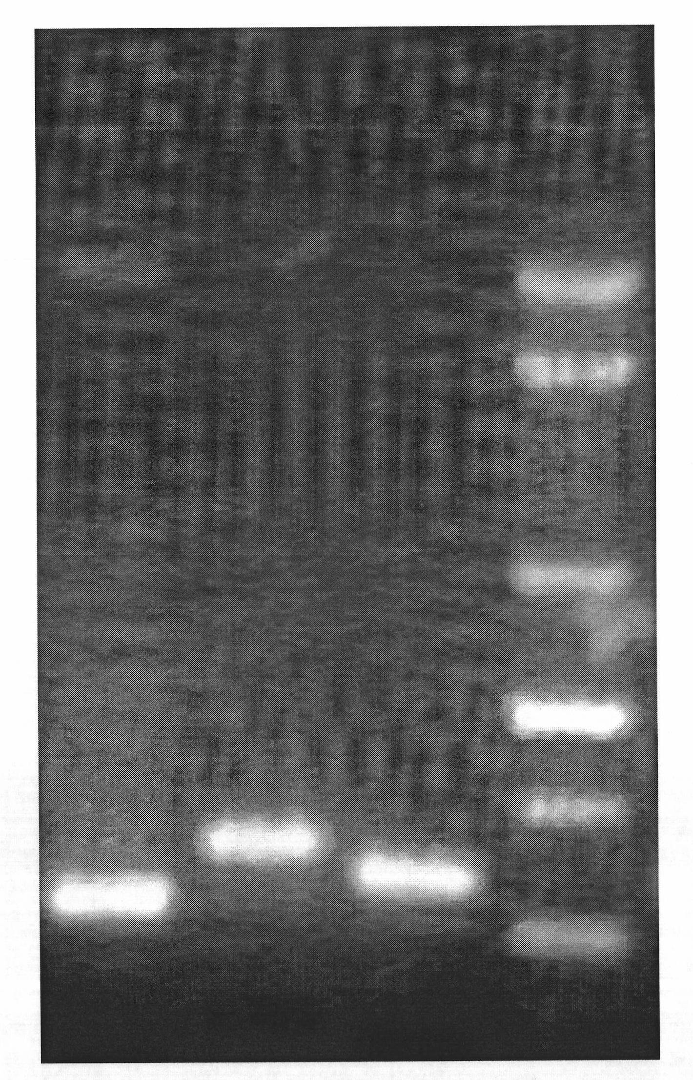 Composition and kit for simultaneously detecting mycoplasma urealytium, mycoplasma hominis and mycoplasma genitalium